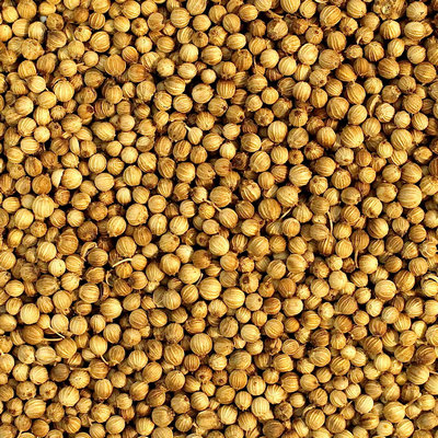 coriander