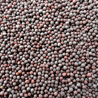 mustard-seed